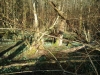 Sunday morning with the snowdrops